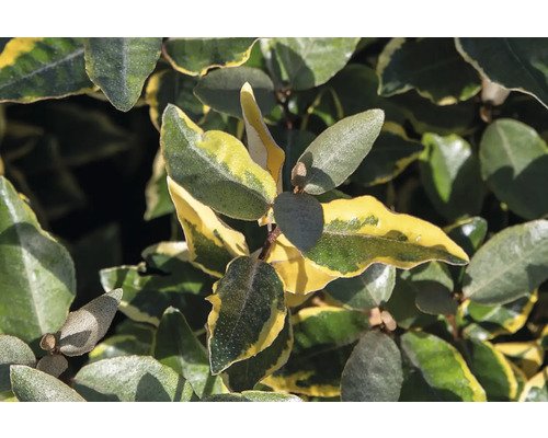 Detailný pohľad na hlošinu s listami