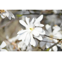 Hviezdicovitá magnólia s bielymi kvetmi