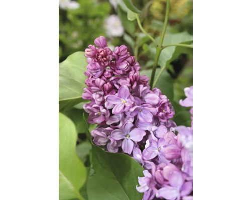 Orgován obyčajný FloraSelf Syringa vulgaris Prince Wolkonsky V 60-80 cm kvetináč 3 l