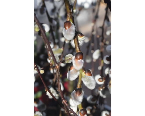 Vŕba rakytová polokmeň FloraSelf Salix caprea 'Pendula' kvetináč 3 l