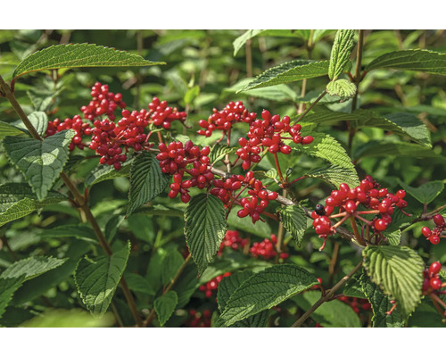 Kvitnúci ker s červenými bobuľami a zelenými listami