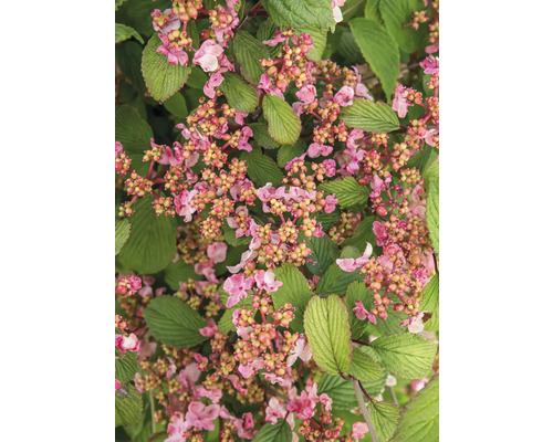 Detail kríka kalina s kvetmi a listami