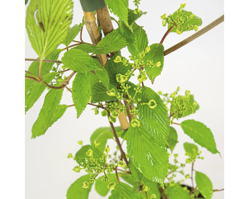 Fotografia rastliny Kalina s listami a pukmi.