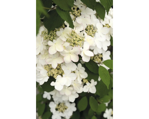 Kalina japonská, kalina riasnatá FloraSelf Viburnum plicatum 'Kilimandjaro Sunrise' 60-80 cm kvetináč 3 l