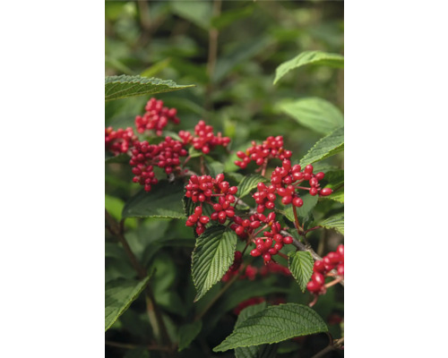 Detailný záber na červený drieň s listami a bobuľami