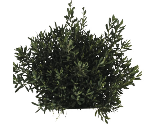 Krík so zelenými listami