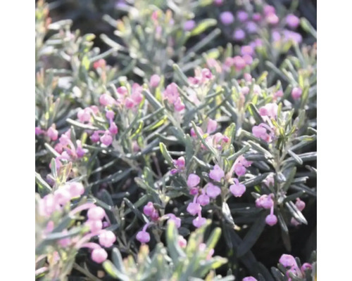 Detailný záber andskej podušky s ružovými kvetmi