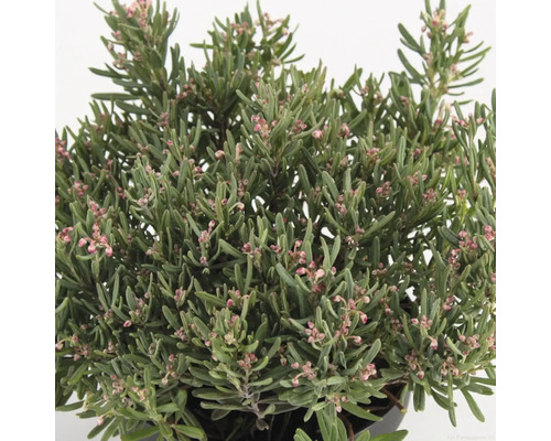 Andromeda rastlina so zelenými listami a jemnými kvetmi