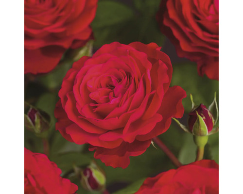 Ruža FloraSelf Rosa 'Störtebeker' kvetináč 3 l plnokvetá