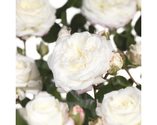 Ruža záhonová výška kmeňa 60 cm FloraSelf Rosa x hybrid 'Alabaster' kvetináč 6,5 l plnokvetá