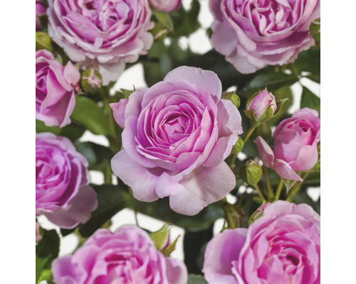 Ruže záhonová výška kmeňa 90 cm FloraSelf Rosa 'Nautica' kvetináč 6,5 l