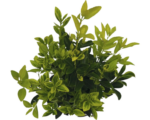 Bršlen japonský FloraSelf Euonymus japonicus 'Siebe' výška 40-50 cm kvetináč 2 l Stálezelený bršlen s listami