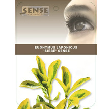 Balenie vždyzelennej Euonymus Sibe Sense
