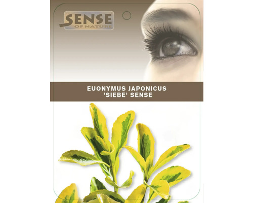 Balenie vždyzelennej Euonymus Sibe Sense