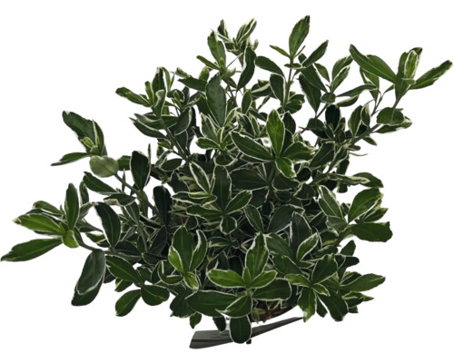 Bršlen japonský FloraSelf Euonymus japonicus 'Susan' výška 40-50 cm kvetináč 2 l Stálezelený bršlen so zelenými listami a bielym okrajom