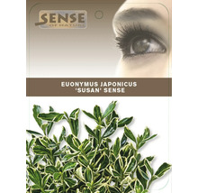 Euonymus japonicus Susan Sense kríková rastlina v kvetináči