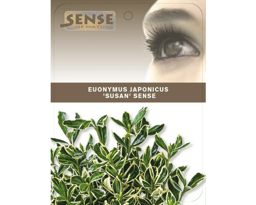 Euonymus japonicus Susan Sense kríková rastlina v kvetináči