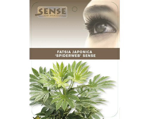 Fatsia Japonica izbová rastlina