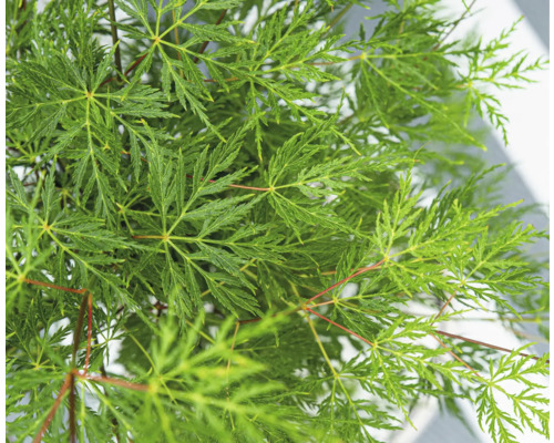 Javor dlanitolistý zelený 'Dissectum' FloraSelf Acer palmatum 'Dissectum' V 80-100 kvetináč 6,5 l