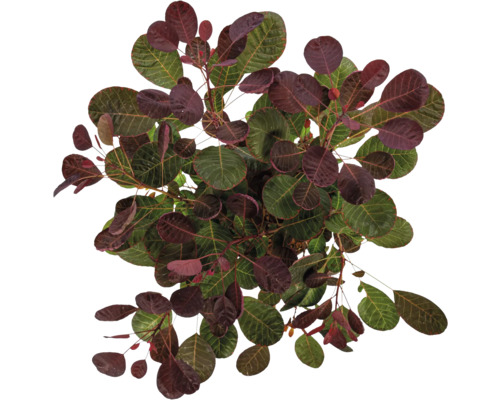 Štětka so zelenými a červenými listami zhora