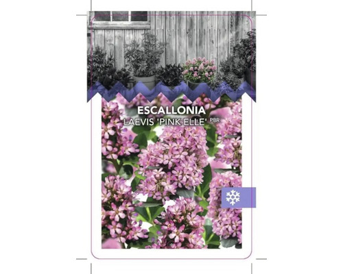 Štítok rastliny Escallonia Laevis ''Pink Elle''