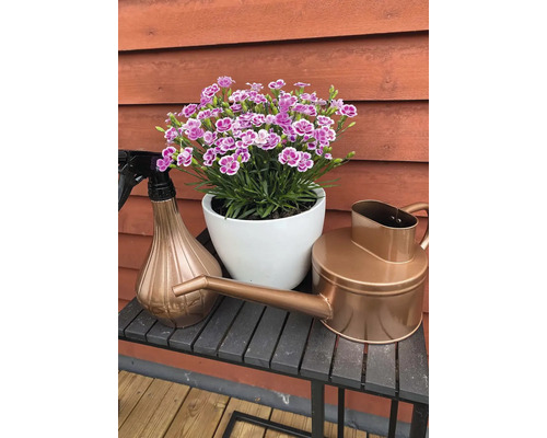 Dekoratívna záhradná scéna s klinčekmi v bielom kvetináči, kanvou a rozprašovačom na stole