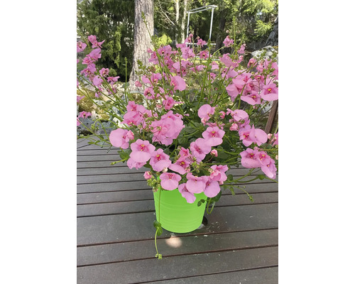 Rastlina Nemesia v kvetináči