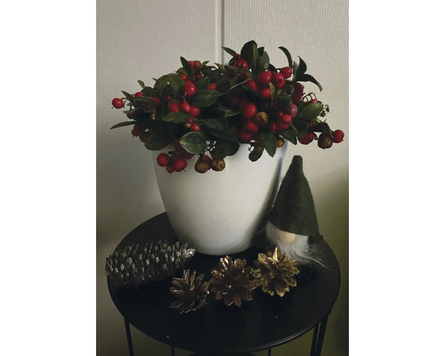 Vianočná dekorácia s bobuľami, šiškami a škriatkom na stole.