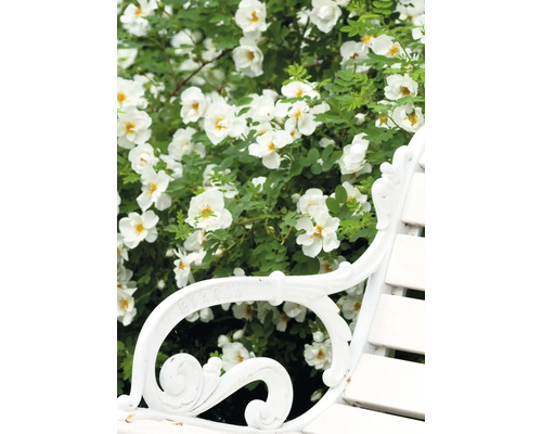 Scéna so šípovou ružou s bielymi kvetmi za záhradnou lavičkou