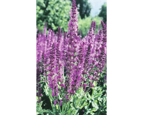 Kvitnúce šalviové rastliny v záhrade.