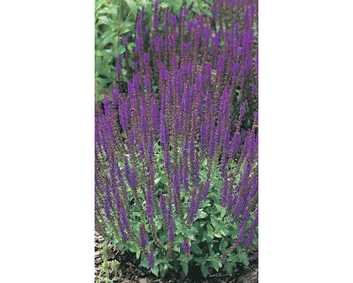 Fialová šalvia v záhrade.