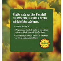 Černica nepichľavá FloraSelf Rubus fruticosus 'Navaho Bigandearly' ® 30-40 cm kvetináč 3,4 l-thumb-4