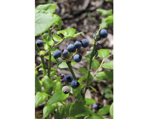 Čučoriedka BIO FloraSelf Bio Vaccinium Corymbosum 'Brigitta Blue‘® kvetináč 13 cm Krík čučoriedok so zrelými a nezrelými plodmi