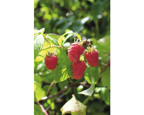 Malina letná BIO FloraSelf Bio Rubus idaeus 'Tulameen' kvetináč 2 l