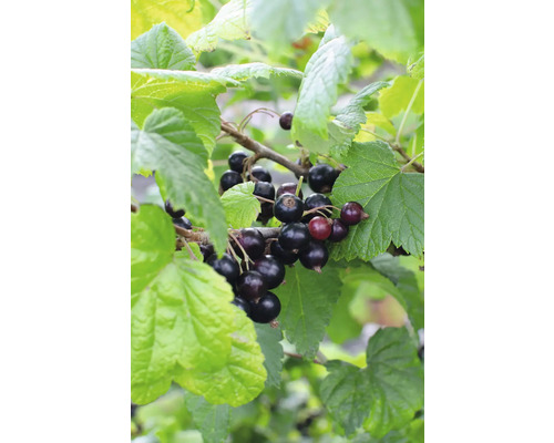 Ríbezľa čiena BIO FloraSelf Bio Ribes nigrum 'Ben Nevis' výška 30-40 cm kvetináč Ø 13 cm