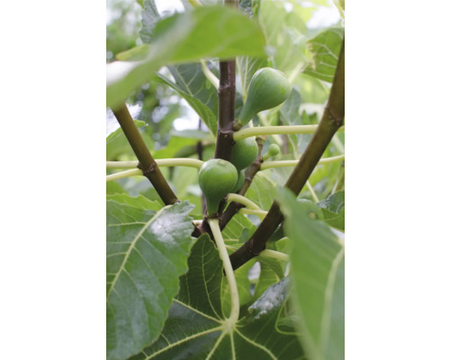 Figovník BIO FloraSelf Bio Ficus carica 'Gustissimo Perretta' kvetináč 13 cm skoro dozrievajúci, samosprašný