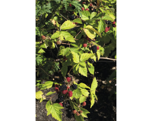 Ostružina BIO beztŕňová FloraSelf Bio Rubus fruticosus 'Black Satin' kvetináč 13 cm