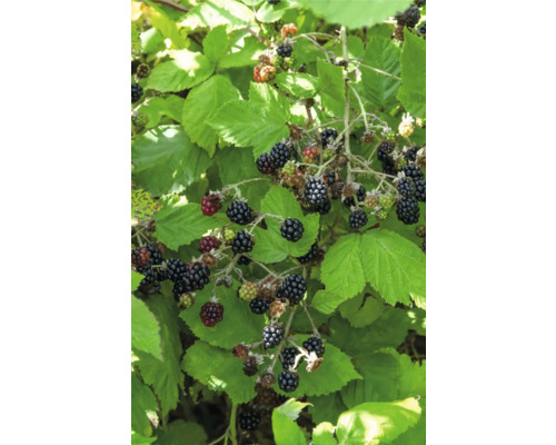 Ostružinový ker s zrelými a nezrelými plodmi