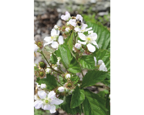 Krík černice s bielymi kvetmi a čmeliakom