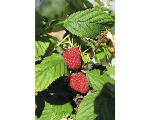 Maliník letný BIO FloraSelf Bio Rubus idaeus 'Malling Promise' kvetináč 13 cm