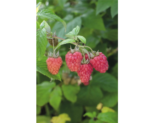 Maliník BIO FloraSelf Bio Rubus idaeus Twotimer ‚Sugana Red’® kvetináč 13 cm, dvojaká úroda