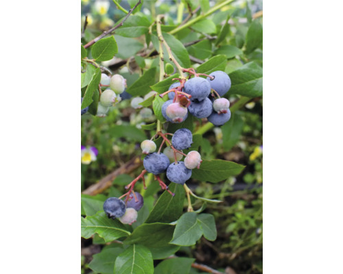 Čučoriedka BIO FloraSelf Bio Vaccinium Corymbosum ‚Little Blue Wonder‘ kvetináč 13 cm