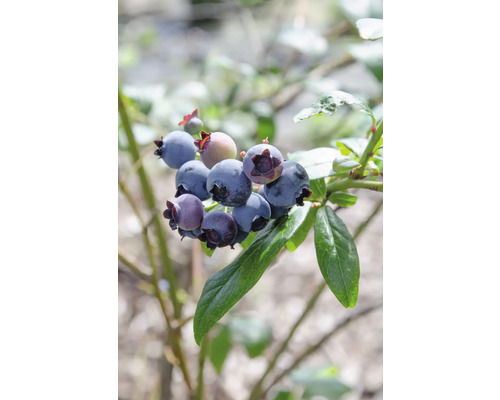 Čučoriedka BIO raná FloraSelf Bio Vaccinium corymbosum 'Duke' výška cca 40 cm kvetináč 3 l