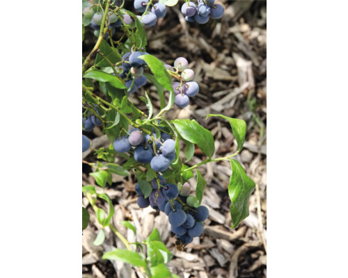 Čučoriedka BIO FloraSelf Bio Vaccinium Corymbosum ‚Blue Dessert’® kvetináč 13 cm Detailný pohľad na krík čučoriedky s dozretými čučoriedkami