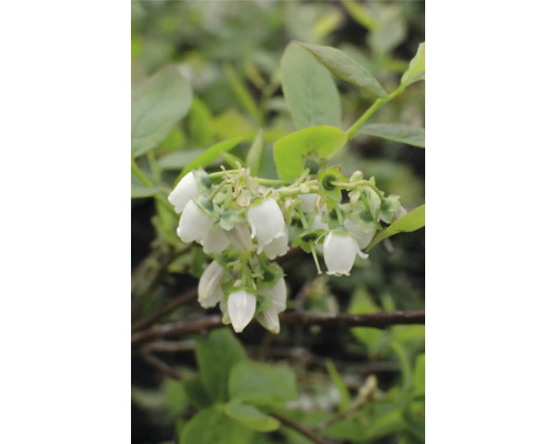 Detailný pohľad na kvety čučoriedok na kríku