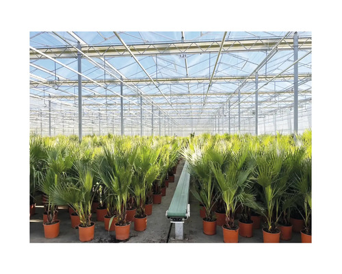 Skleník s mnohými palmami v kvetináčoch