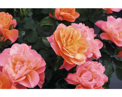 Detailný záber na marhuľové kvety ruží