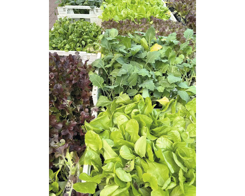 Rôzne druhy šalátov v prepravkách