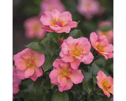 Detail niekoľkých ružových ruží so zelenými listami