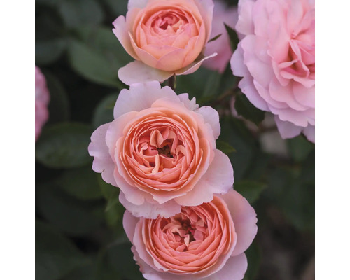 Detailný záber svetloružových kvetov ruží